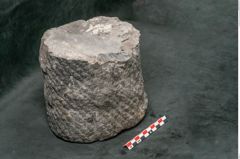 Foto (Seitenansicht) von Knorria imbricata Sternbg. (NHMW-GEO-2024-0188-11228)